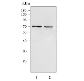 Western blot testing of human 1) 293T and 2) HeLa cell lysate with SMOC1 antibody. Predicted molecular weight ~48 kDa but may be observed at higher molecular weights due to glycosylation.