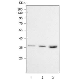 Western blot testing of human 1) HEL, 2) K562 and 3) HepG2 cell lysate with UBXN8 antibody. Predicted molecular weight ~31 kDa.