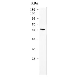 Western blot testing of human ThP-1 cell lysate with TMEM104 antibody. Predicted molecular weight ~56 kDa.