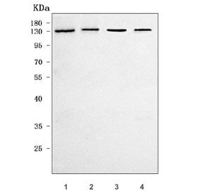 Western blot testing of human 1) HeLa, 2) Jurkat, 3) 293T and 4) Daudi cell lysate with RBM25 antibody. Predicted molecular weight ~100 kDa but commonly observed at ~120 kDa.