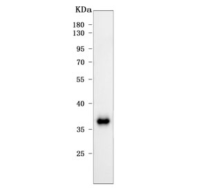 Western blot testing of human 293T cell lysate with RBM11 antibody. Predicted molecular weight ~32 kDa.