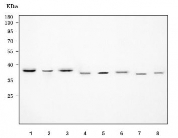 Western blot testing of 1) human HeLa, 2) human MCF7, 3) human Raji, 4) human U-251, 5) rat C6, 6) rat PC-12, 7) mouse Neuro-2a and 8) mouse SP2/0 cell lysate with RFC2 antibody. Predicted molecular weight ~39 kDa.