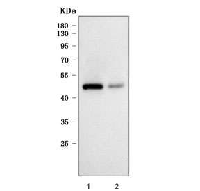 Western blot testing of human 1) HeLa and 2) U-2 OS cell lysate with RIMKLB antibody. Predicted molecular weight ~42 kDa.