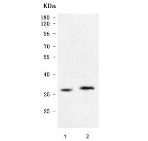 Western blot testing of 1) rat eye and 2) mouse eye tissue lysate with ROM1 antibody. Predicted molecular weight ~37 kDa.