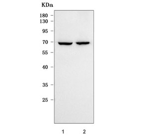 Western blot testing of human 1) HeLa and 2) K562 cell lysate with RPN1 antibody. Predicted molecular weight ~68 kDa.