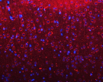 Immunofluorescent staining of FFPE rat brain tissue with RIMS-binding protein 2 antibody (red) and DAPI nuclear stain (blue). HIER: steam section in pH8 EDTA buffer for 20 min.