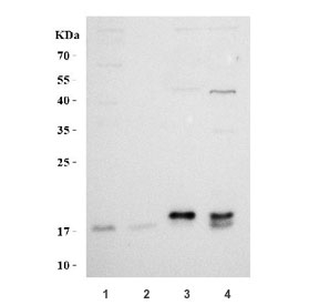 Western blot testing of 1) human K562, 2) human ThP-1, 3) rat testis and 4) mouse testis tissue lysate with Relaxin 3 antibody. Predicted molecular weight ~15 kDa.