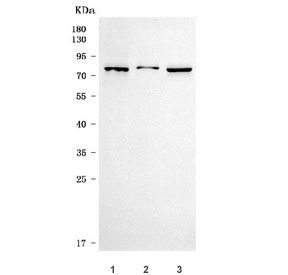 Western blot testing of 1) human HeLa, 2) human ThP-1 and 3) rat PC-12 cell lysate with TM9SF2 antibody. Predicted molecular weight ~76 kDa.