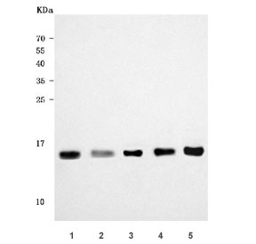 Western blot testing of 1) human HepG2, 2) human ThP-1, 3) human 293T, 4) rat RH35 and 5) mouse NIH 3T3 cell lysate with RPS15A antibody. Predicted molecular weight ~15 kDa.
