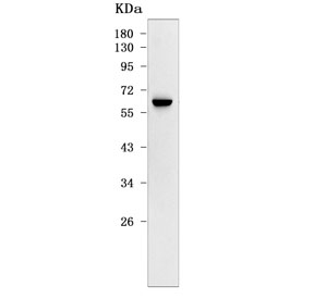 Western blot testing of human U-251 cell lysate with BCAP antibody. Predicted molecular weight ~60-75 kDa (multiple isoforms).