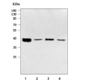 Western blot testing of human 1) T-47D, 2) Jurkat, 3) K562 and 4) PC-3 cell lysate with OGFOD2 antibody. Predicted molecular weight ~39 kDa with additional smaller isoforms.