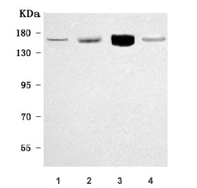 Western blot testing of 1) human ThP-1, 2) human HEL, 3) rat liver and 4) mouse liver tissue lysate with RAB44 antibody. Predicted molecular weight ~111 kDa but can be observed at ~150 kDa.