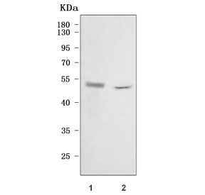Western blot testing of mouse 1) spleen and 2) thymus tissue lysate with Cd48 antibody. Expected molecular weight: 28-50 kDa depending on glycosylation level.