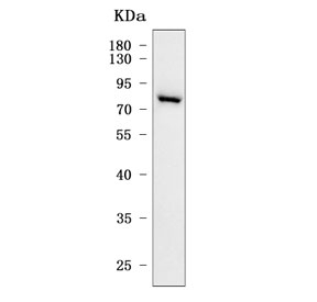 Western blot testing of human HEL cell lysate with PIK3R6 antibody. Predicted molecular weight ~84 kDa.
