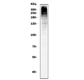 Western blot testing of human K562 cell lysate with Ki67 antibody. Predicted molecular weight ~350 kDa.