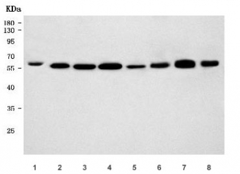 Western blot testing of 1) human T-47D, 2) monkey COS-7, 3) human placenta, 4) human HepG2, 5) rat lung, 6) rat heart, 7) mouse lung and 8) mouse heart tissue lysate with PACSIN2 antibody. Predicted molecular weight ~56 kDa.