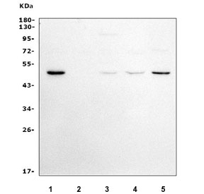Western blot testing of human 1) ThP-1, 2) SW620, 3) Jurkat, 4) U-87 MG and 5) PC-3 cell lysate with GSDMD antibody. Predicted molecular weight ~53 kDa.