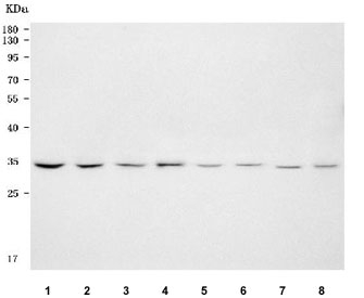 Western blot testing of 1) human Jurkat, 2) human HeLa, 3) human K562, 4) human Raji, 5) rat brain, 6) rat lung, 7) mouse brain and 8) mouse lung tissue lysate with PITPNB antibody. Predicted molecular weight ~32 kDa.