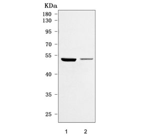 Western blot testing of human 1) HepG2 and 2) MCF7 cell lysate with ONCECUT1 antibody. Predicted molecular weight ~51 kDa.