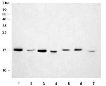 Western blot testing of 1) human HeLa, 2) human HCCT, 3) human HepG2, 4) rat liver, 5) rat RH35, 6) mouse liver and 7) mouse HEPA1-6 cell lysate with 40S ribosomal protein S14 antibody. Predicted molecular weight ~16 kDa.