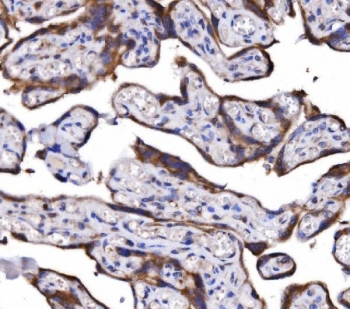 IHC staining of FFPE human placental tissue with COX6B1 antibody. HIER: boil tissue sections in pH8 EDTA for 20 min and allow to cool before testing.