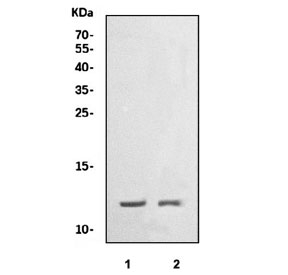Western blot testing of 1) rat heart and 2) mouse heart tissue lysate with COX6B1 antibody. Predicted molecular weight ~10 kDa.