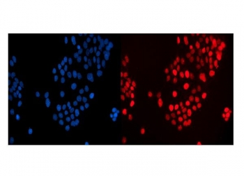 Immunofluorescent staining of FFPE human A431 cells with MAFF antibody (red) and DAPI nuclear stain (blue). HIER: steam section in pH6 citrate buffer for 20 min.