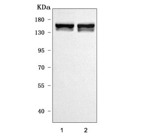 Western blot testing of 1) rat brain and 2) mouse brain tissue lysate with Liprin alpha 2 antibody. Predicted molecular weight ~143 KDa.