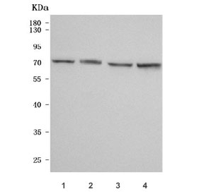Western blot testing of human 1) HeLa, 2) HaCaT, 3) K562 and 4) PC-3 cell lysate with NDOR1 antibody. Predicted molecular weight: 58-68 kDa (multiple isoforms).