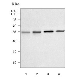 Western blot testing of 1) human 293T, 2) human K526, 3) rat heart and 4) mouse heart tissue lysate with PA26 antibody. Predicted molecular weight: 50-64 kDa (multiple isoforms).