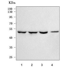 Western blot testing of human 1) 293T, 2) HepG2, 3) SH-SY5Y and 4) ThP-1 cell lysate with Selenocysteine lyase antibody. Predicted molecular weight ~48 kDa.