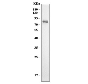 Western blot testing of 1) human HeLa cell lysate with PRMT7 antibody. Predicted molecular weight: 62-78 kDa (multiple isoforms).