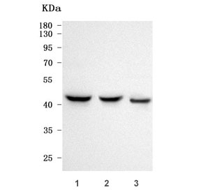 Western blot testing of human 1) MCF7, 2) A549 and 3) U-2 OS cell lysate with NECAB2 antibody. Predicted molecular weight ~43 kDa.