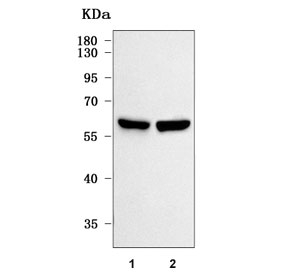 Western blot testing of 1) human Jurkat and 2) monkey COS-7 cell lysate with PXK antibody. Expected molecular weight: 51-65 kDa (three isoforms).