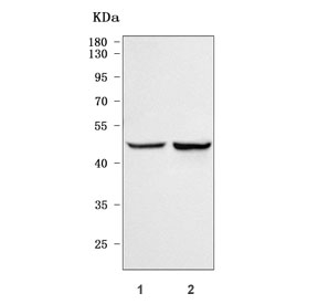 Western blot testing of human 1) HeLa and 2) SiHa cell lysate with TTC38 antibody. Predicted molecular weight ~53 kDa.
