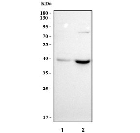 Western blot testing of human 1) 293T and 2) MCF7 cell lysate with PRMT6 antibody. Predicted molecular weight ~42 kDa.