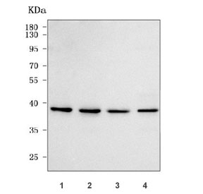 Western blot testing of human 1) 293T, 2) HeLa, 3) Jurkat and 4) HepG2 cell lysate with Protor-1 antibody. Predicted molecular weight: 31-45 kDa (multiple isoforms).
