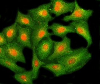Immunofluorescent staining of FFPE human A549 cells with NHP2 antibody (red) and Beta Tubulin mAb (green). HIER: steam section in pH6 citrate buffer for 20 min.