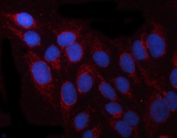 Immunofluorescent staining of FFPE human U-2 OS cells with PRUNE antibody (red) and DAPI nuclear stain (blue). HIER: steam section in pH6 citrate buffer for 20 min.