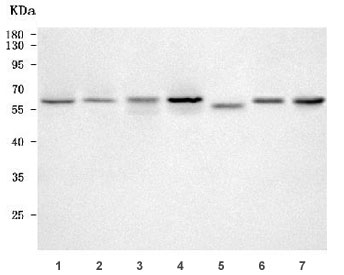 Western blot testing of 1) human 293T, 2) human Jurkat, 3) human HEL, 4) human MCF7, 5) rat brain, 6) mouse brain and 7) mouse RAW264.7 cell lysate with PRUNE antibody. Predicted molecular weight ~50 kDa (multiple isoforms) but commonly observed at 50-60 kDa.