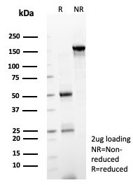 SDS-PAGE analysis of purified, BSA-free SOX12 antibody (clone PCRP-SOX12-