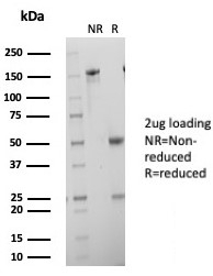 SDS-PAGE analysis of purified, BSA-free HCG-alpha antibody (clone hCGa/7873) as confirmation of integrity and purity.