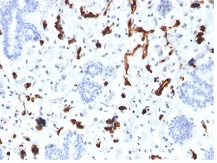 IHC staining of FFPE human placental tissue with FABP4 antibody (clone FABP4/4423). HIER: boil tissue sections in pH 9 10mM Tris with 1mM EDTA for 20 min and allow to cool before testing.