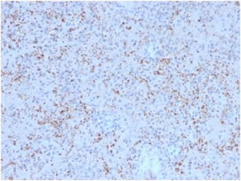 IHC staining of FFPE human spleen tissue with Osteonectin antibody (clone OSTN/3758). HIER: boil tissue sections in pH 9 10mM Tris with 1mM EDTA for 20 min and allow to cool before testing.