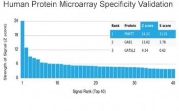 Analysis of HuProt(TM) microarray containing more than 19,000 full-length human proteins using PRMT7 antibody (clone PCRP-PRMT7-1A7). These results demonstrate the foremost specificity of the PCRP-PRMT7-1A7 mAb. Z- and S- score: The Z-score represents the strength of a signal that an antibody (in combination with a fluorescently-tagged anti-IgG secondary Ab) produces when binding to a particular protein on the HuProt(TM) array. Z-scores are described in units of standard deviations (SD's) above the mean value of all signals generated on that array. If the targets on the HuProt(TM) are arranged in descending order of the Z-score, the S-score is the difference (also in units of SD's) between the Z-scores. The S-score therefore represents the relative target specificity of an Ab to its intended target.