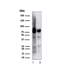 Western blot testing of human 1) MOLT-4 and 2) HEK293 cell lysates using XRCC5 antibody (clone XRCC5/7318). Predicted molecular weight: 80-86 kDa.