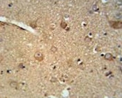 C7orf28A antibody immunohistochemistry analysis in formalin fixed and paraffin embedded human brain tissue.