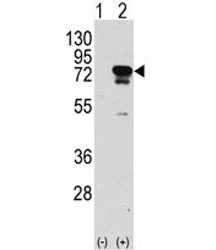 Western blot analysis of EIF4B antibody and 293 cell lysate (2 ug/lane) either nontransfected (Lane 1) or transiently transfected with the EIF4B gene (2).~