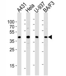 Western blot analysis of lysate from A431, HeLa, U-937, BA/F3 cell line (left to right) using PGK1 diluted at 1:1000 for each lane.~