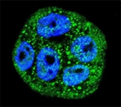 Confocal immunofluorescent analysis of MUC20 antibody with WiDr cells followed by Alexa Fluor 488-conjugated goat anti-rabbit lgG (green). DAPI was used as a nuclear counterstain (blue).